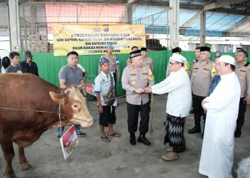 Dukung Acara Guru Sekumpul, Kapolri Berikan Empat Ekor Sapi Limousin