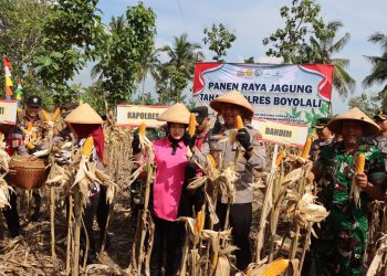Panen Raya Jagung Tahap II, Polres Boyolali Komitmen Dukung Ketahanan Pangan Nasional