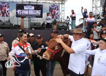 Meriah! Kontes Sapi APPSI di Boyolali Dihadiri Wamentan dan Ketua MPR, Hadiah Sapi Jumbo Disiapkan