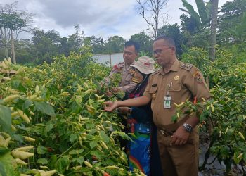Kolaborasi Polri dan Gapoktan, Panen Lombok Jadi Bukti Komitmen Ketahanan Pangan