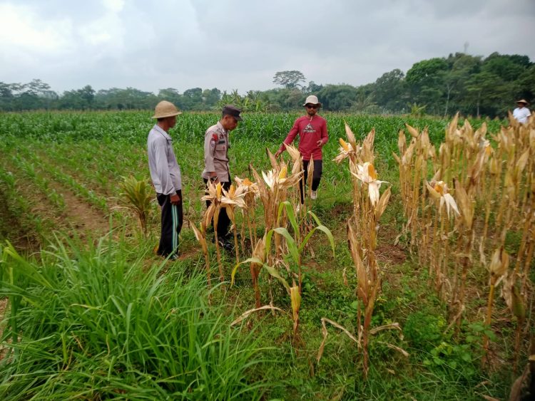 Bhabinkamtibmas Desa Ngampon Aktif Dukung Ketahanan Pangan dan Cipta Kondisi Jelang HUT Bhayangkara ke-79