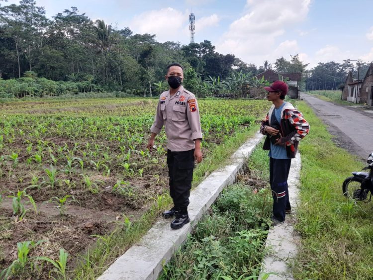 Sambang dan Silaturahmi Kamtibmas: Bhabinkamtibmas Polsek Teras Dukung Ketahanan Pangan Lewat Komunikasi Aktif dengan Petani di Kadireso