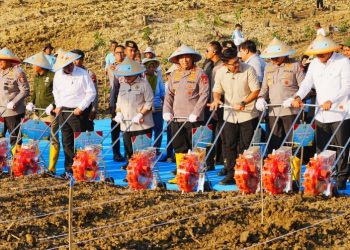 Tanam Jagung Serentak, Jenderal Sigit: Polri Siap Kawal Kedaulatan Pangan!