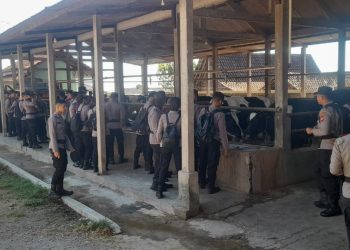 Latihan Teknis dan Kerja Siswa Dikbangspes Bhabinkamtibmas 2025 Digelar di Peternakan “Lembu Seto” Wilayah Polsek Cepogo