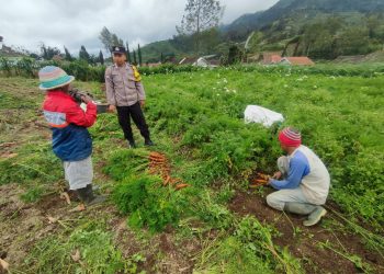Dukung Program Ketahanan Pangan Nasional, Polsek Selo Sambangi Lahan Pertanian Warga