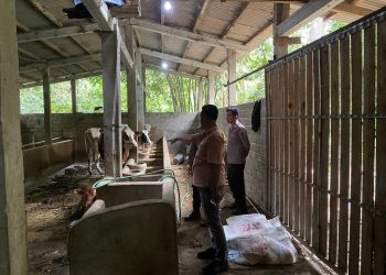 Polsek Musuk Tangani Kasus Pencurian Sapi, Warga Diimbau Tingkatkan Kewaspadaan Lingkungan